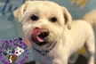 Full Grooming Package for X-Small, Small, Medium, Large or Extra-Large Dogs  (Up to 20% Off) - Second Medium