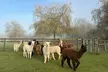 Alpaca Farm Tour Experience at Pennybridge RG27 – Meet, Feed & Learn About Alpacas – Up to 51% Off - Second Medium