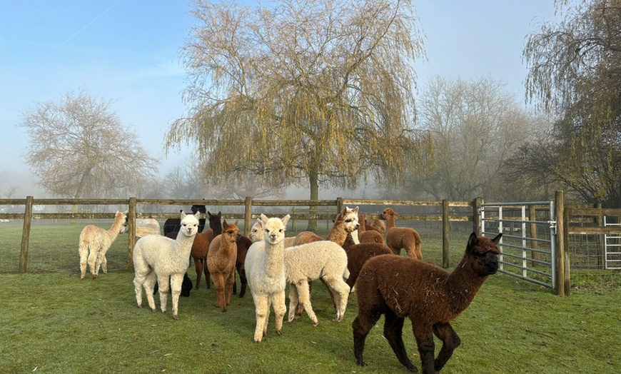 Image 7: Alpaca Farm Experience at Pennybridge Meet, Feed & Learn About Alpacas  