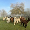 Image 7: Alpaca Farm Experience at Pennybridge Meet, Feed & Learn About Alpacas  