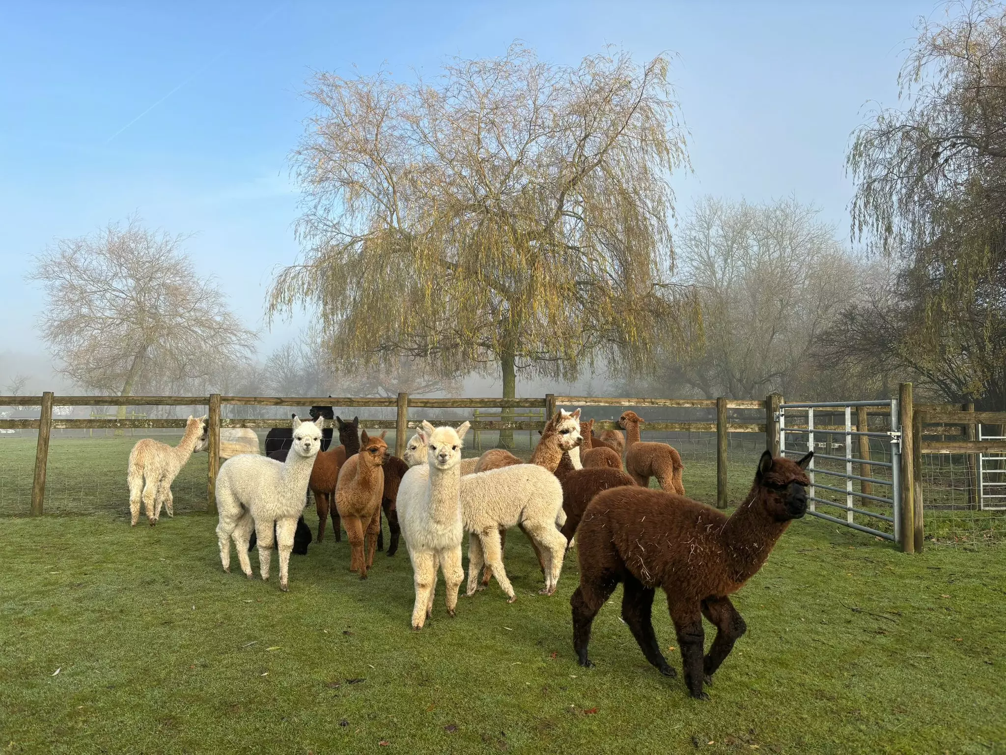Alpaca Farm Experience at Pennybridge Meet, Feed & Learn About Alpacas