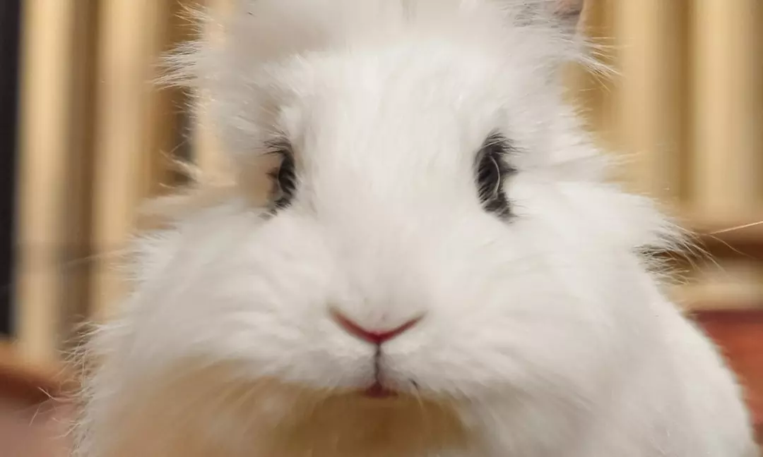 Up to 13% Off on Animal café/Hand craft class at nice guy bunny petting house - Second Medium