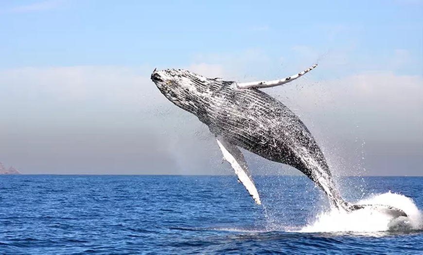 Image 1: Embark on a Whale-Watching Cruise for One, Two or Four people