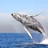 Image 1: Embark on a Whale-Watching Cruise for One, Two or Four people