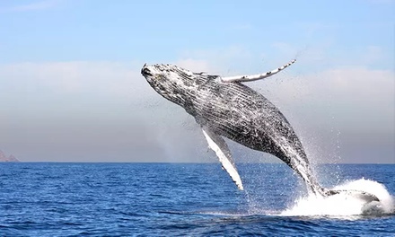 Three-Hour Whale-Watching Cruise for 1, December 26th to May 31st - Channel Islands Whale Watching - Oxnard, CA