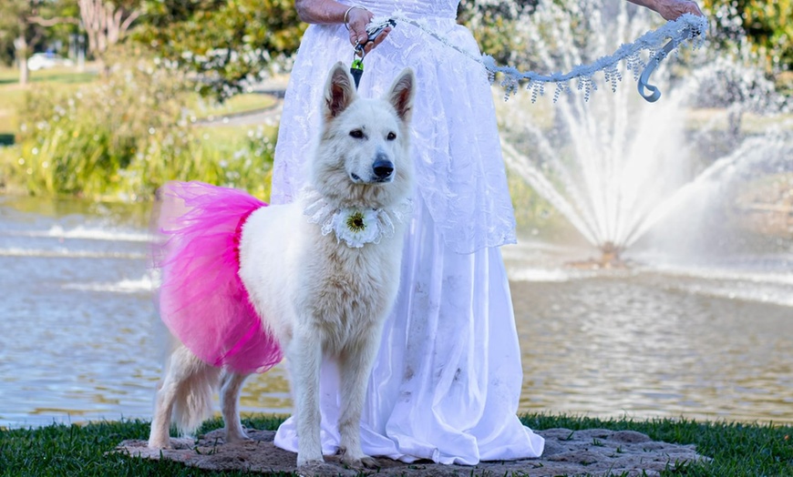 Image 1: Make Beautiful Wedding Memories with Your Furry Friend - 1,2 or 3 Hrs