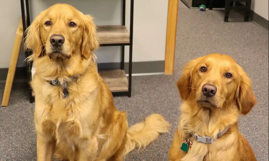 Up to 82% Off on Chiropractic Services at Revival Chiropractic