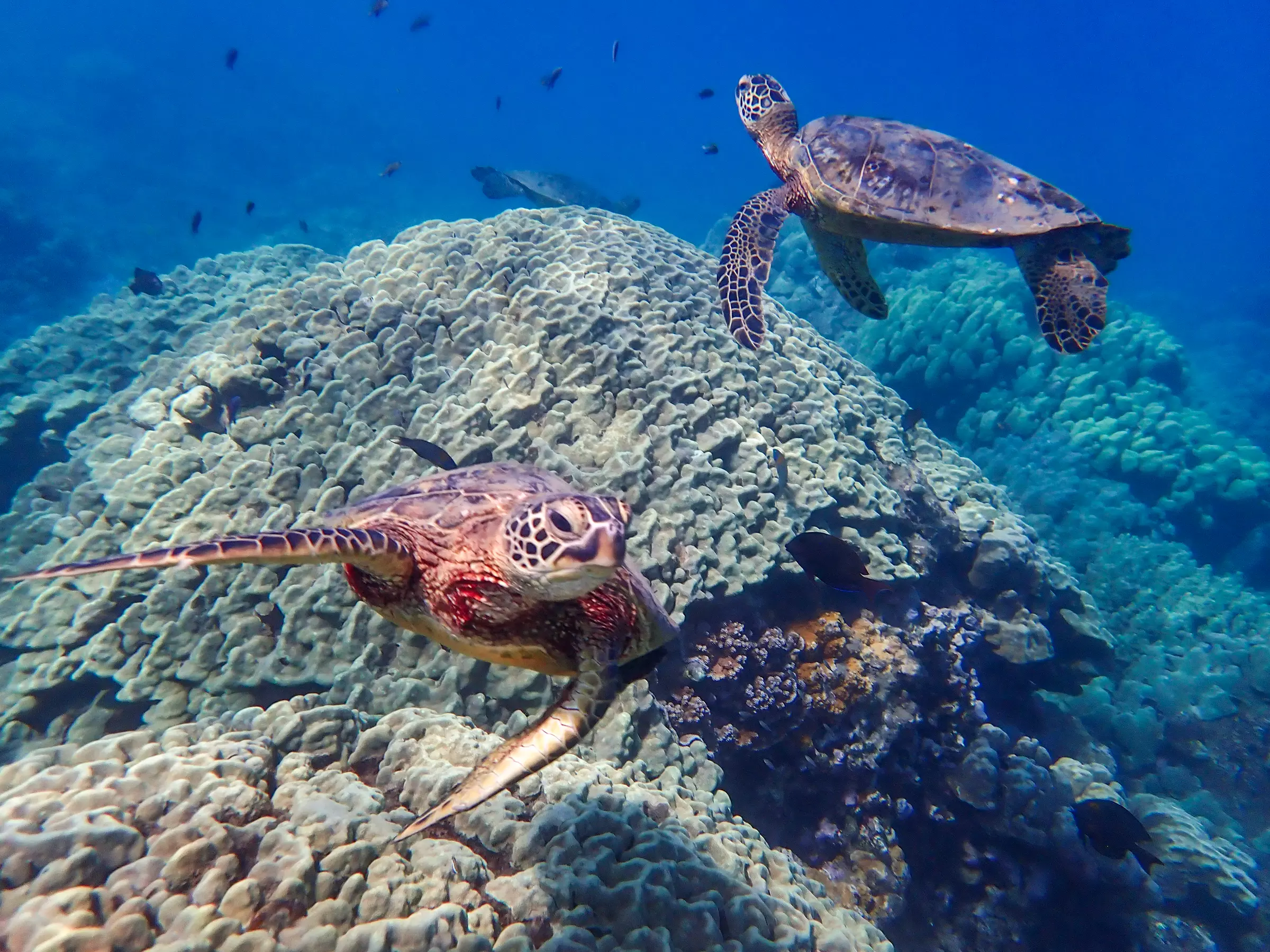 Clear Kayak & Snorkel Tour at Turtle Town, Maui