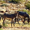 Image 10: Red Rock Canyon Scenic Loop Tour – Panoramic Views