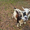 Image 3: Fun Pony Ride Ranch Admission: Bring Your Loved Ones and Enjoy