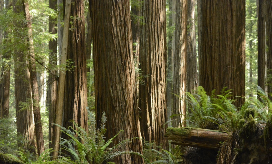 Image 4: Escape to Redwoods: 2-Hr Private E-Bike Tour - Up to 4, 5 or 6 Riders 