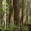 Image 4: Escape to Redwoods: 2-Hr Private E-Bike Tour - Up to 4, 5 or 6 Riders 