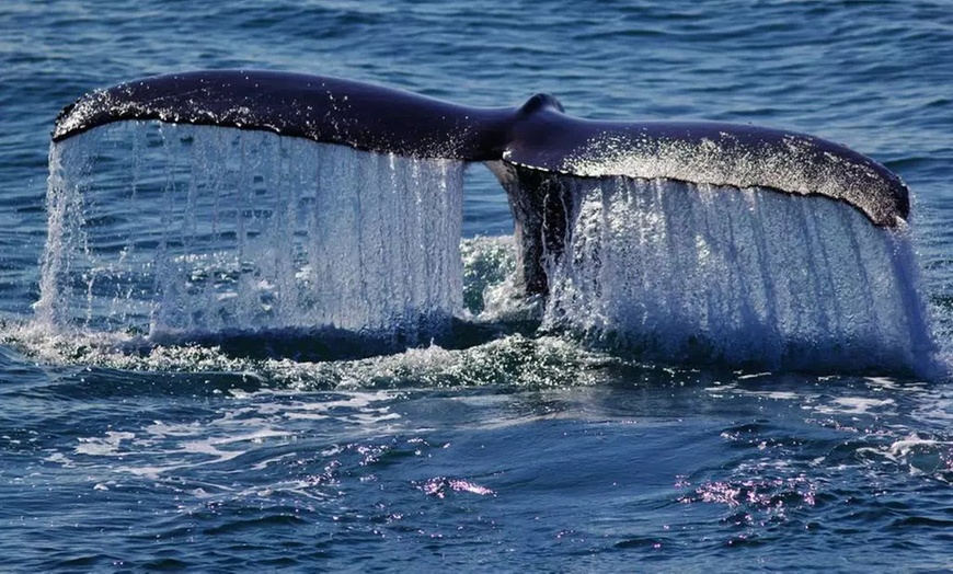 Image 4: Embark on a Whale-Watching Cruise for One, Two or Four people
