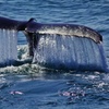 Image 4: Embark on a Whale-Watching Cruise for One, Two or Four people