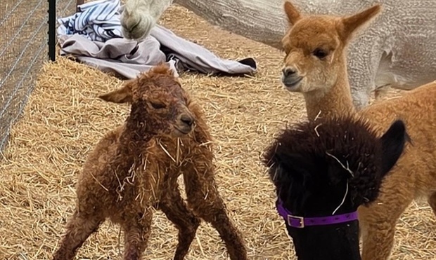 What to expect media