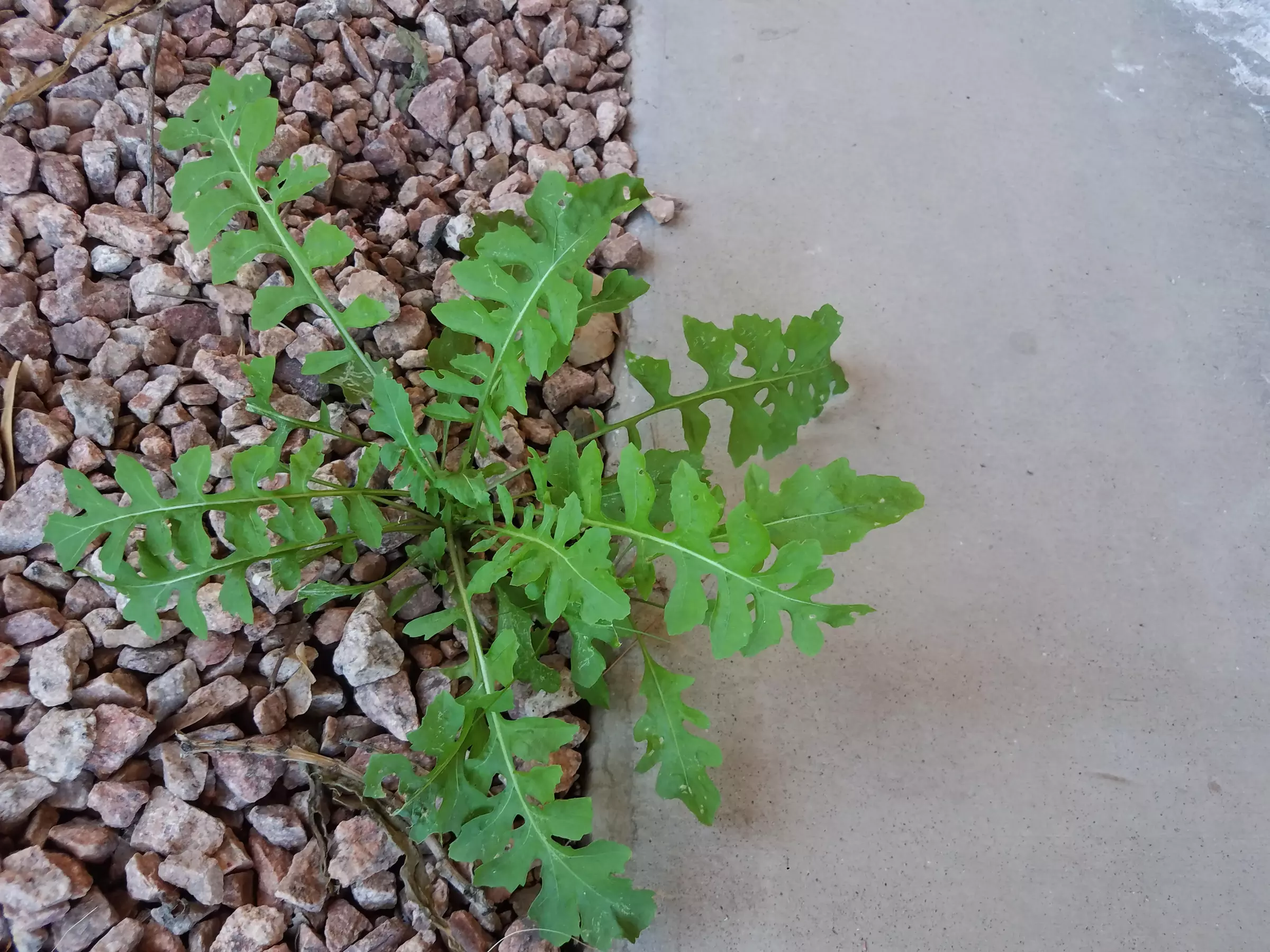 Up to 42% Off on Landscaping at Bulwark Exterminating - Second Medium