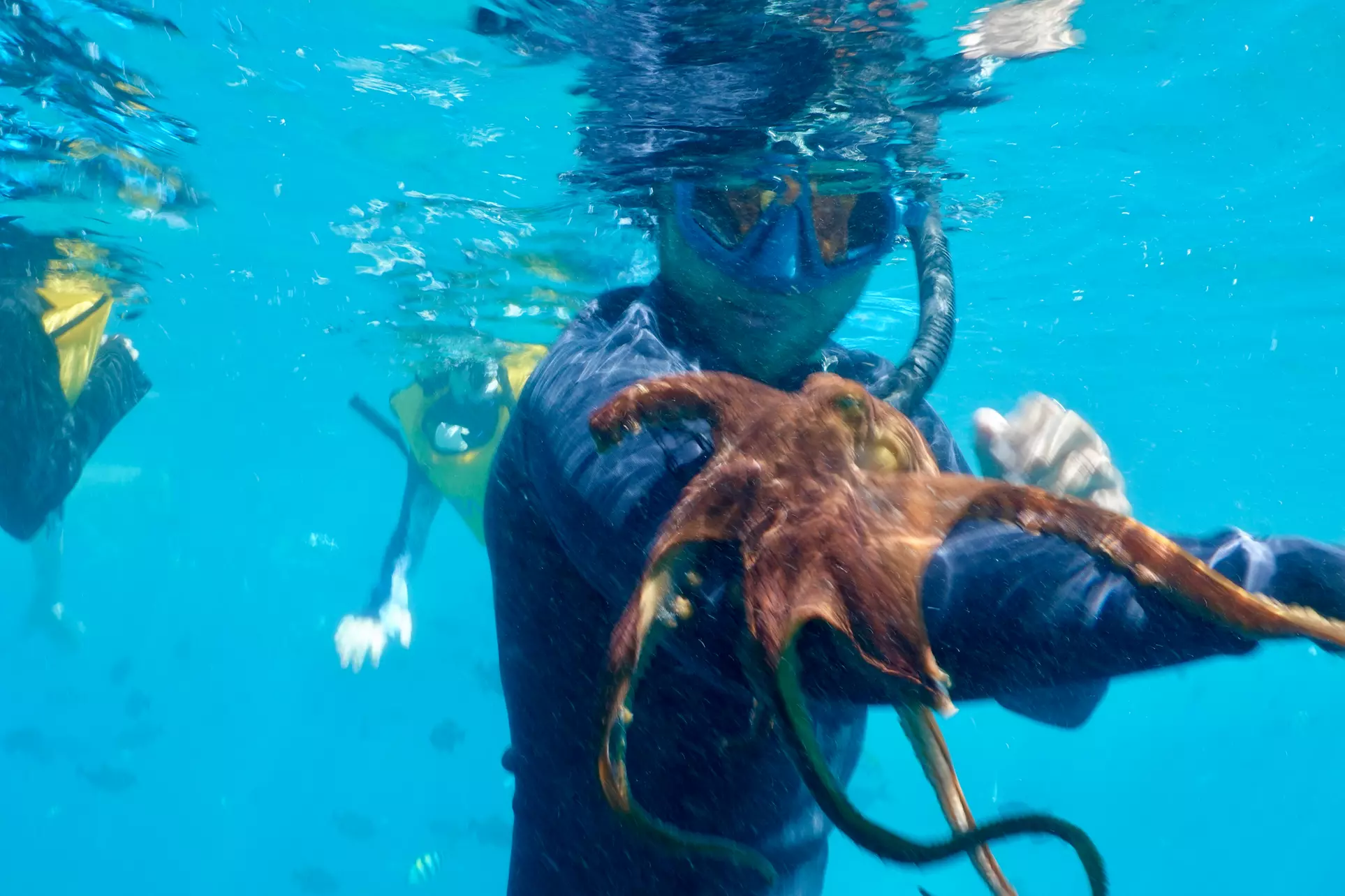 Snorkel with turtles at Turtle Canyon in Honolulu