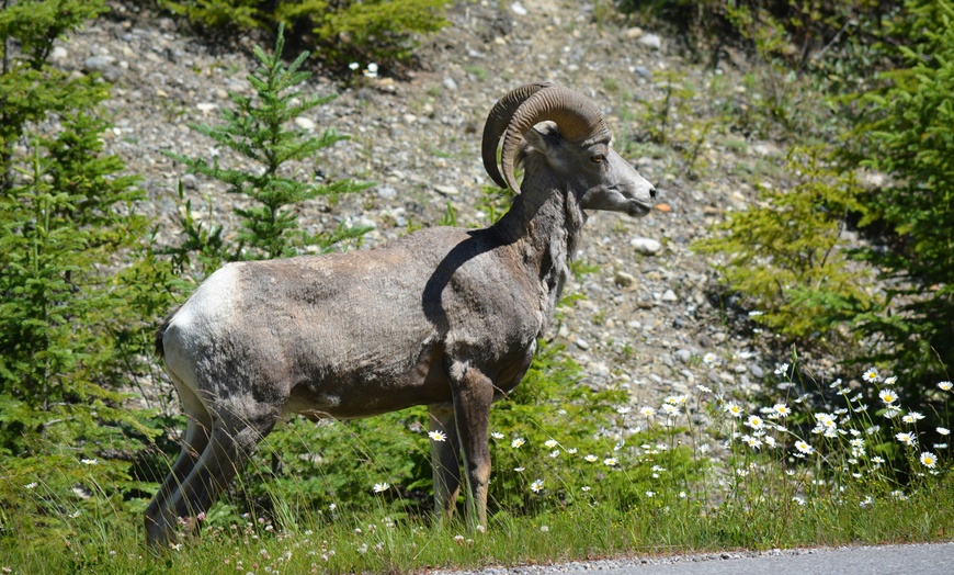 Image 9: Experience Banff Gondola, Hot Springs & 3 Lakes Tour for 1 or 2 People