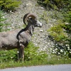 Image 9: Experience Banff Gondola, Hot Springs & 3 Lakes Tour for 1 or 2 People