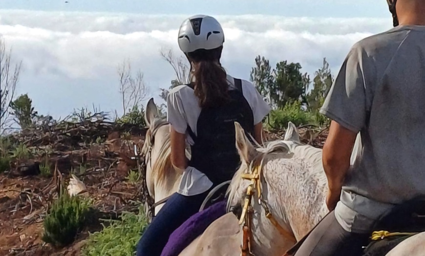 Image 3: Explora la naturaleza de Tenerife a caballo, sin experiencia previa