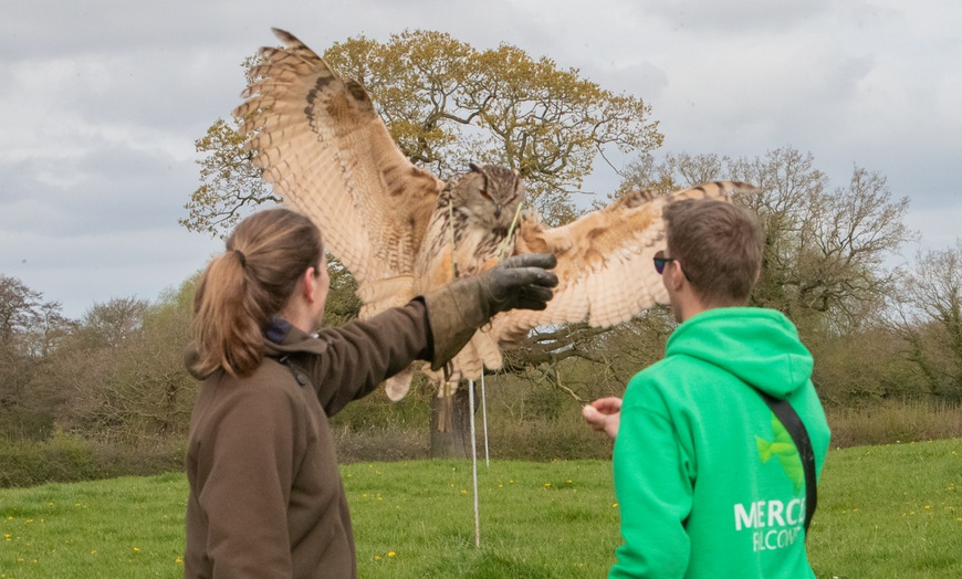 Image 6: Up to 70% Off on Falconry - Recreational at Mercer Falconry