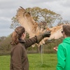 Image 6: Up to 70% Off on Falconry - Recreational at Mercer Falconry