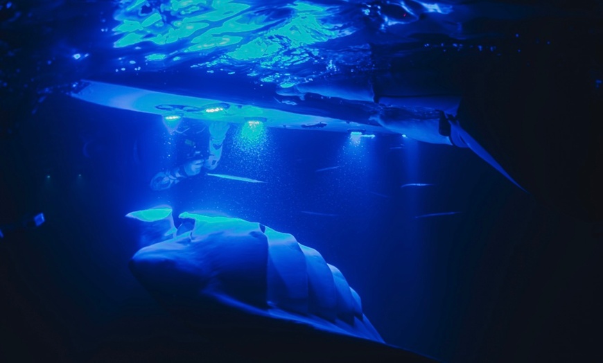 Image 3: Enjoy 2 hrs Manta Tour (45 Min Water Time) at Kona Mantas, Kailua-Kona