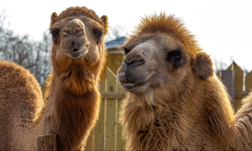 Image 10: Encounter Tour, Sippin' with Sloths, or Kangaroo Yoga at Coastal Wilds