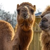 Image 10: Up to 25% Off on Zoo / Animal Park at Coastal Wilds