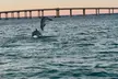 Experience Unforgettable Destin Bay Boat Rides with Wildlife Sightings - Second Medium