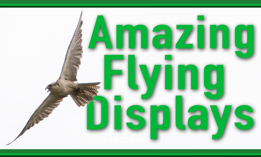 Image 4: Enjoy a 1/2 Hr Falconry Experience for all ages 4+ at Mercer Falconry