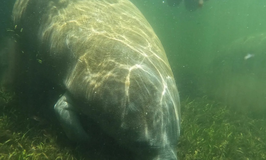 Image 4: Guided Manatee Tour w/ All Gear, Mask, Suit & In-Water Equipments