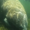 Image 4: Guided Manatee Tour w/ All Gear, Mask, Suit & In-Water Equipments