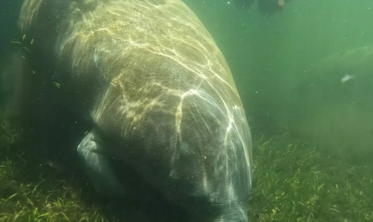 Guided Manatee Tour w/ All Gear, Mask, Suit & In-Water Equipments