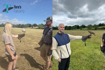 For One: Two-Hour Birds of Prey Experience - Tora's Falconry