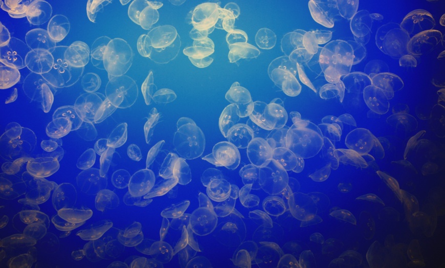 Image 4: Private Bioluminescent Boat Tour for up to 6