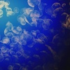 Image 4: Private Bioluminescent Boat Tour for up to 6