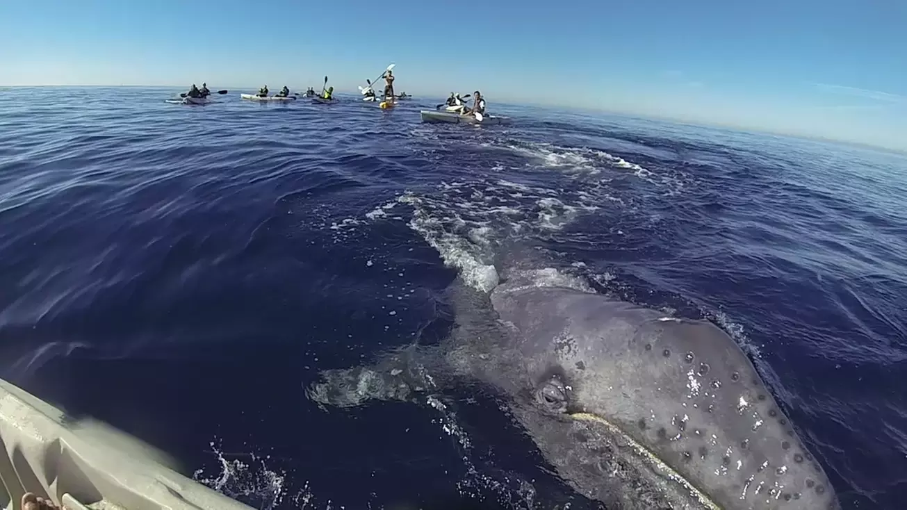 Guided Kayaking w/ Whale Watching in La Jolla's Ecological Reserve