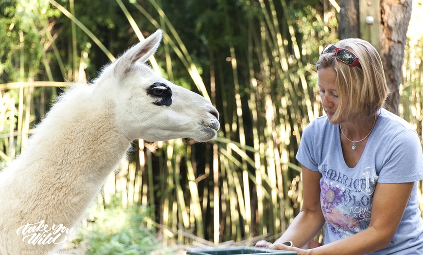Image 3: Llama Yoga & Alpaca Encounters in Atlanta's Bamboo Forest