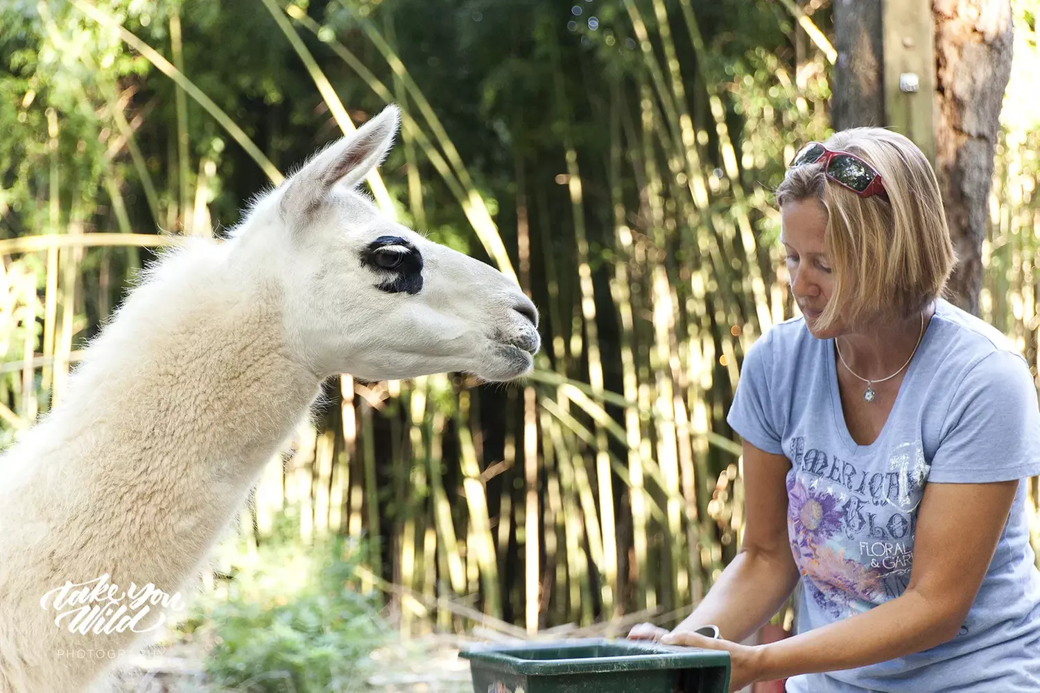 Llama Yoga & Alpaca Encounters in Atlanta's Bamboo Forest