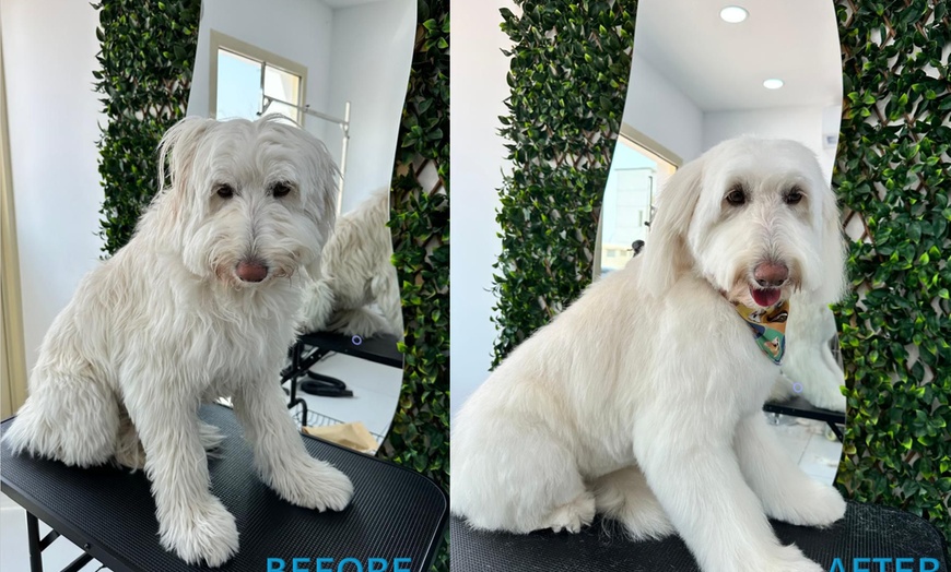 Image 1: Full Grooming for Furry Friends - Cat, Small, or Medium Dog