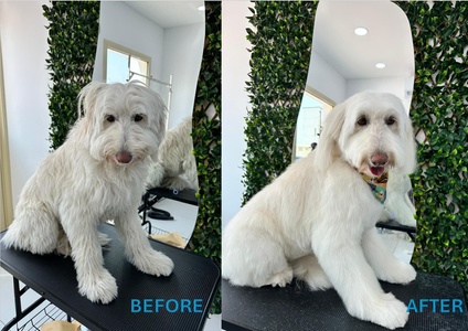 Medium Dog (10kg - 20kg): Full Grooming - Whiskers And Wags Veterinary Clinic | Best Veterinary Clinic in Dubai