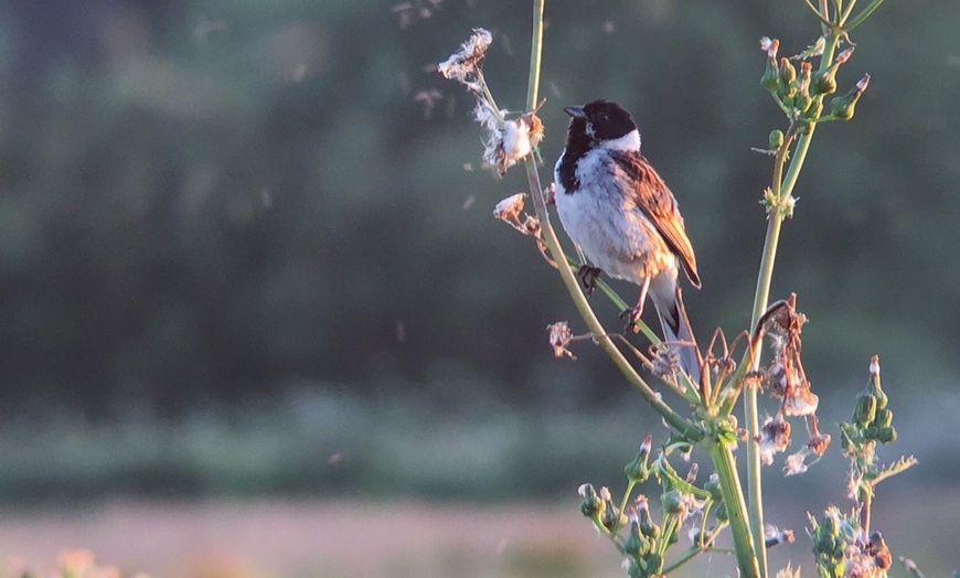 Image 3: Wildlife Experience in the Mendips by Wilder Skies