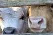 Visit Rooterville Animal Sanctuary: General Admission for One, Two, or Four People (Up to 33% Off) - Second Medium