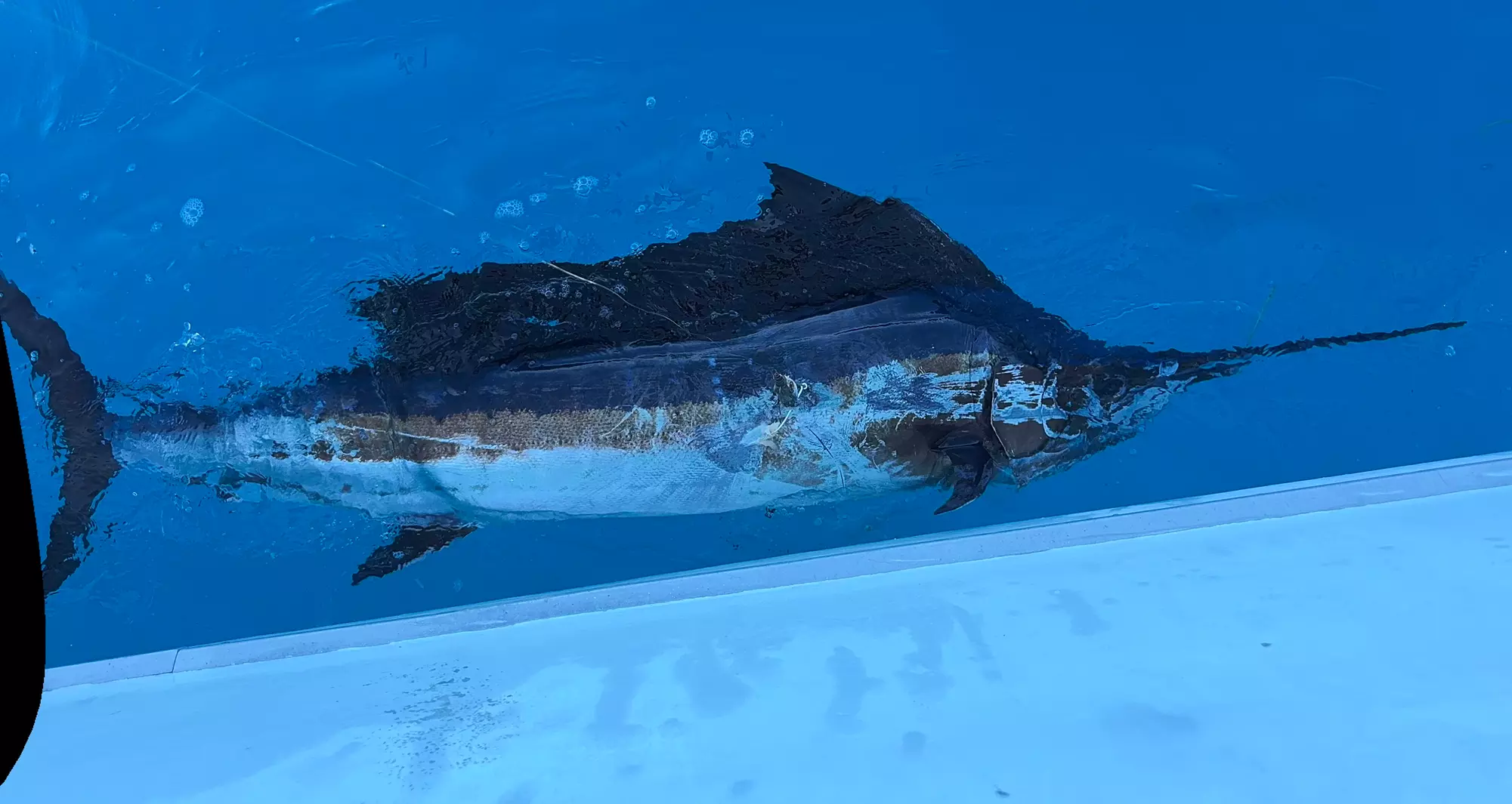 Lobster Snorkeling & Fishing Charters for an Ocean Adventure