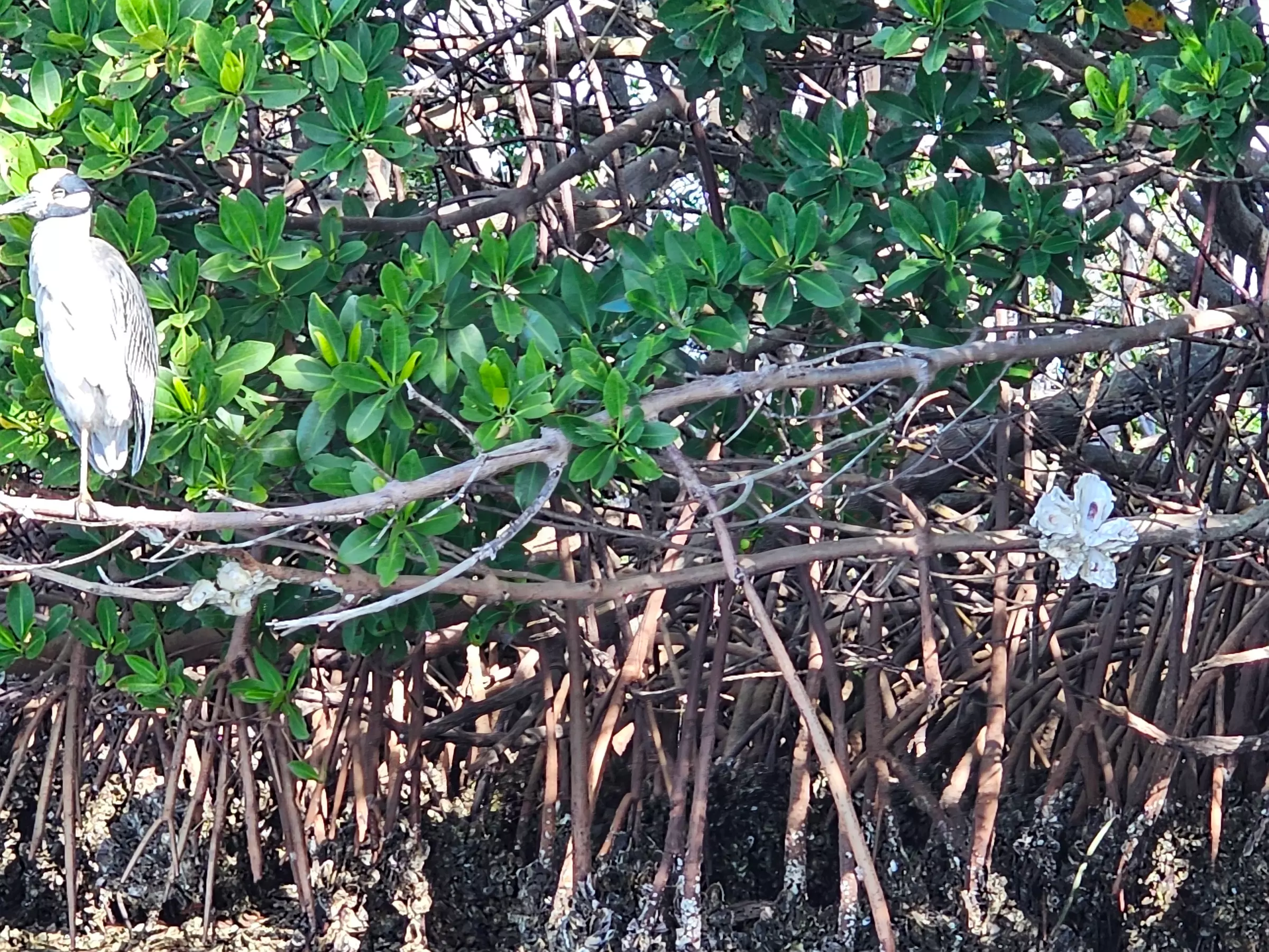 2-Hour Eco Kayak Tours for Solo Explorers, Couples & Groups