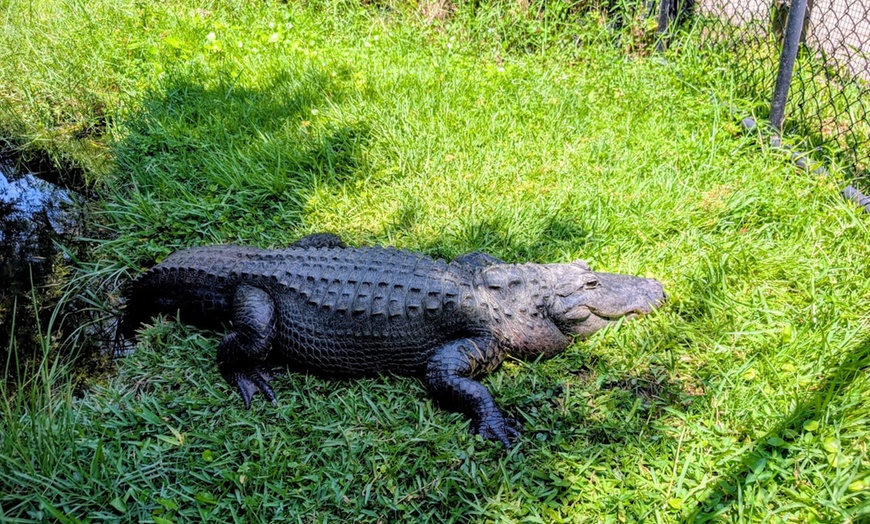 Image 21: Up to 28% Off – Everglades Airboat Tour