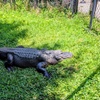 Image 21: Up to 28% Off – Everglades Airboat Tour