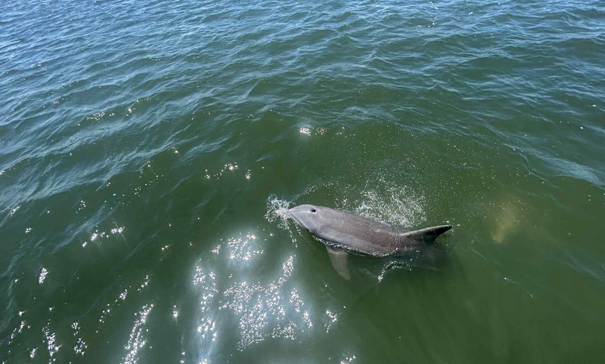 Image 3: Relaxing Dolphin Sightseeing & Sunset Cruises on the Space Coast