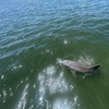 Image 3: Relaxing Dolphin Sightseeing & Sunset Cruises on the Space Coast